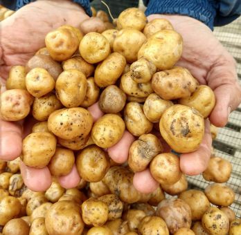 Papas Y Papines Andinos De Quipu - Fondo De Olla